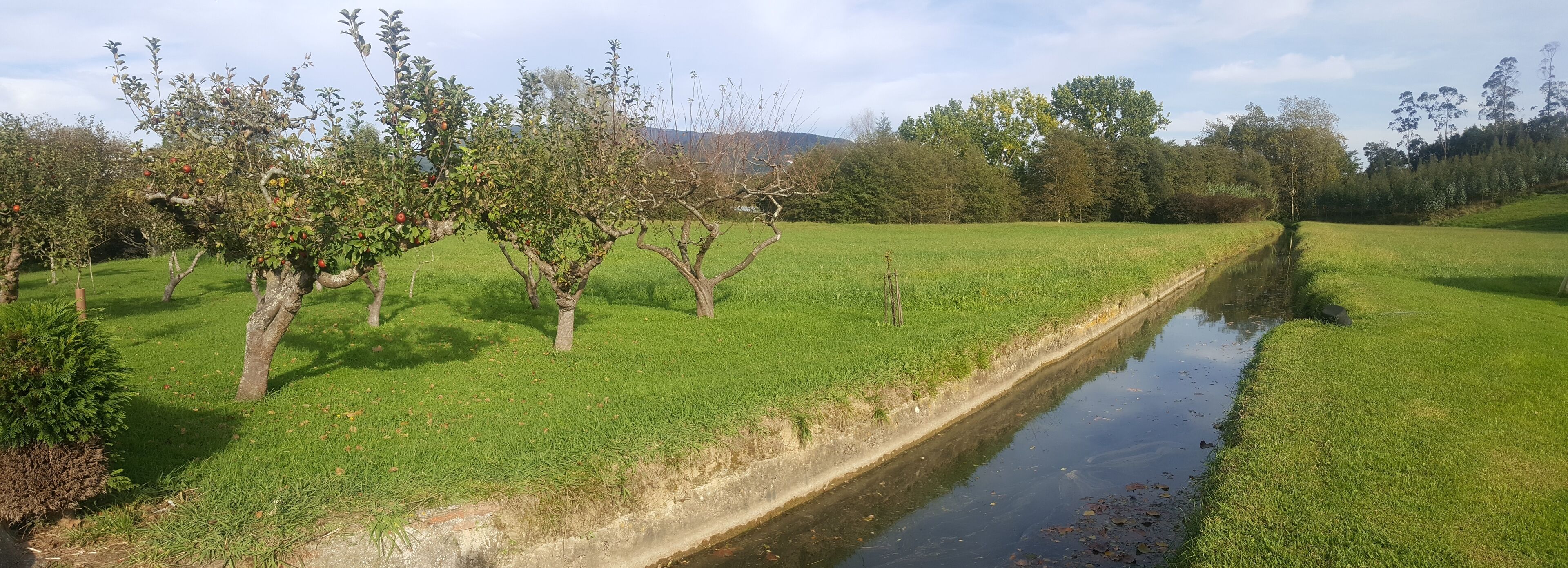 A rural landscape with a narrow water channel, green fields, and trees bearing fruit.