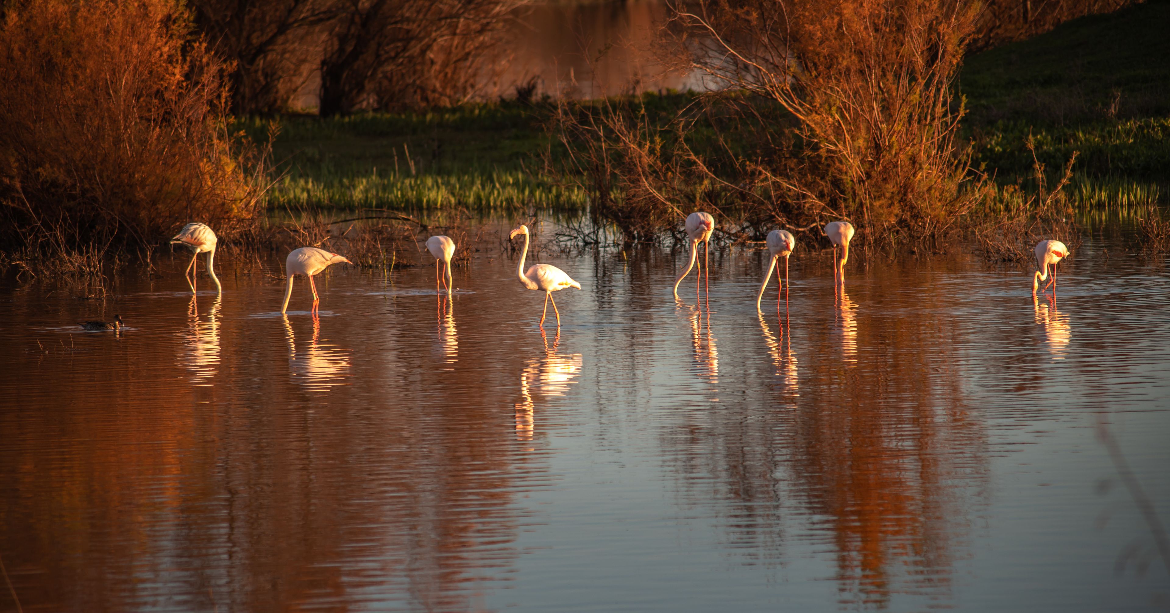 Un grupo de flamencos de pie en agua poco profunda, con reflejos de árboles y pasto al fondo.