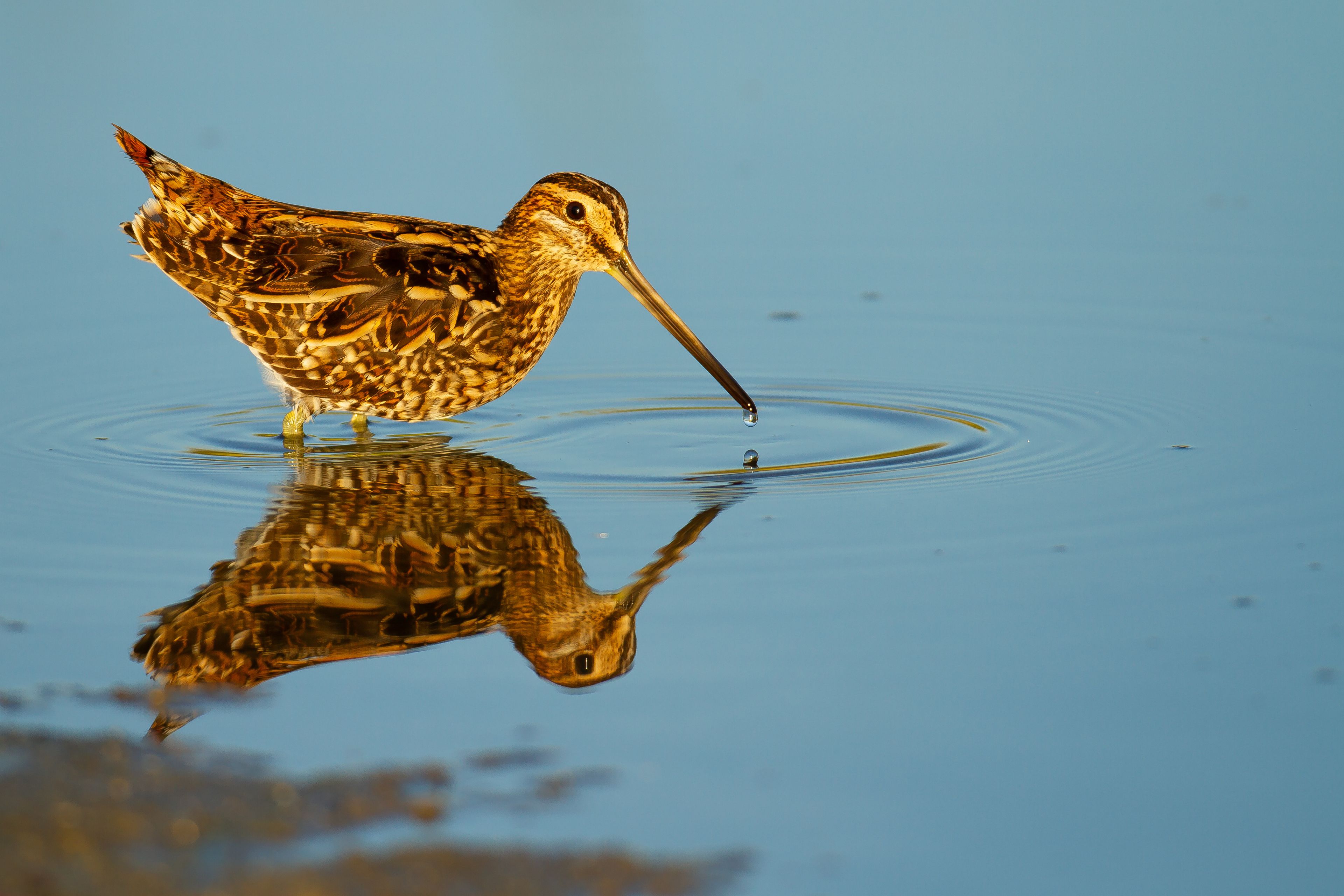 A bird wading in water with its reflection visible.