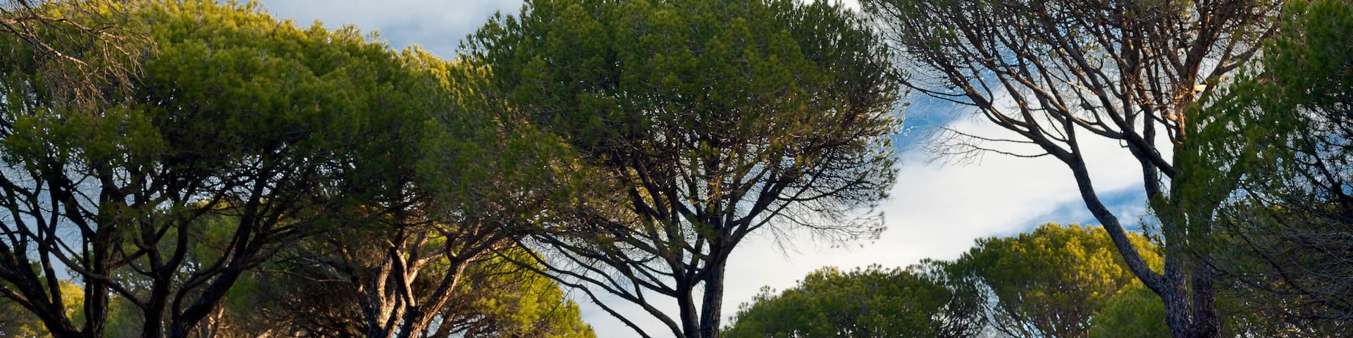 Pinos en el Hoyo de Pinares. Avila. España.