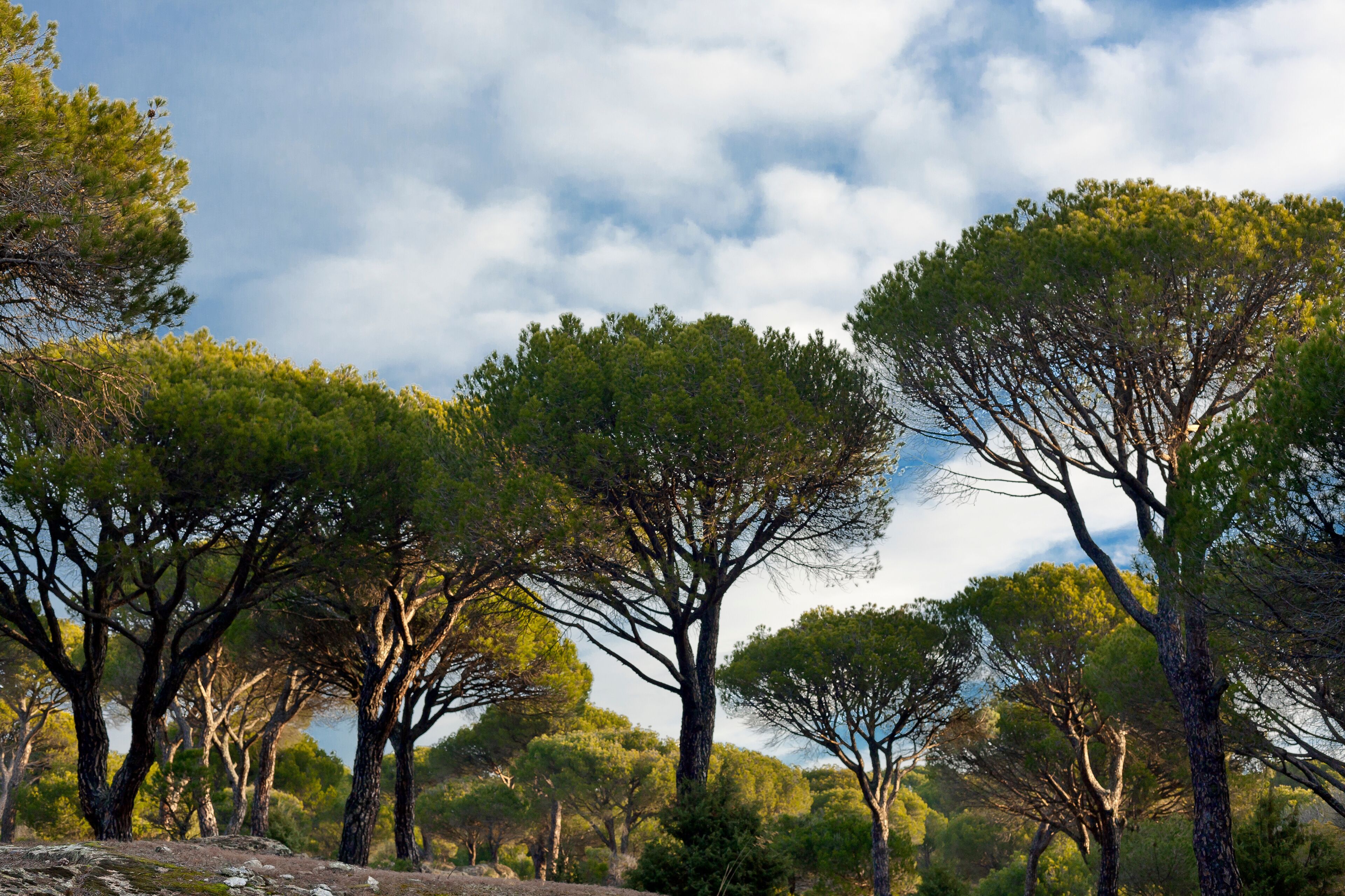 A landscape with tall trees and a cloudy sky.