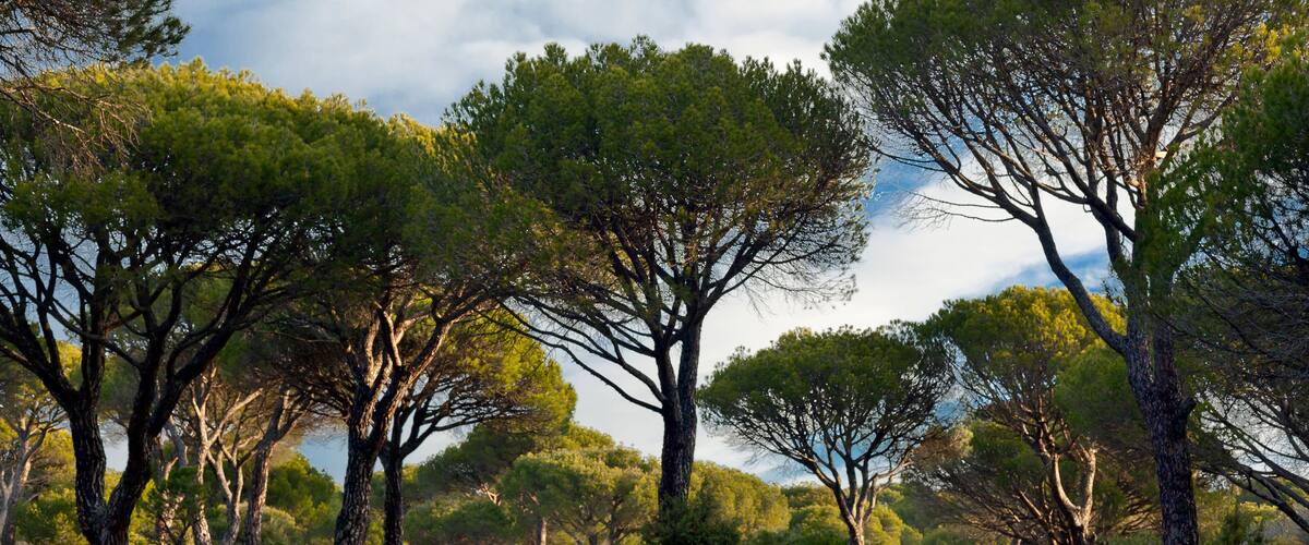 A landscape with tall trees and a cloudy sky.