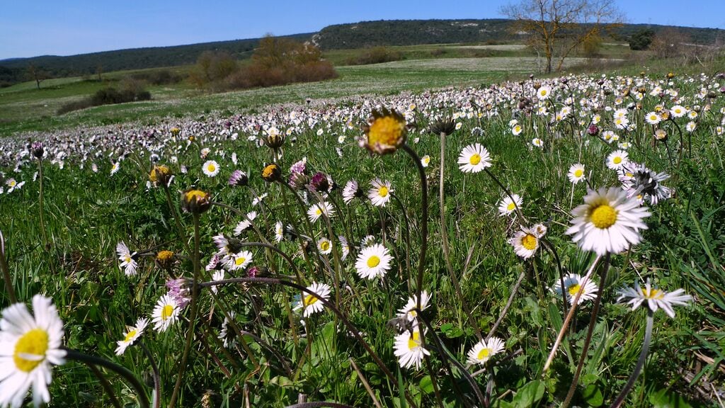 A field of daisies with a hilly landscape in the background.