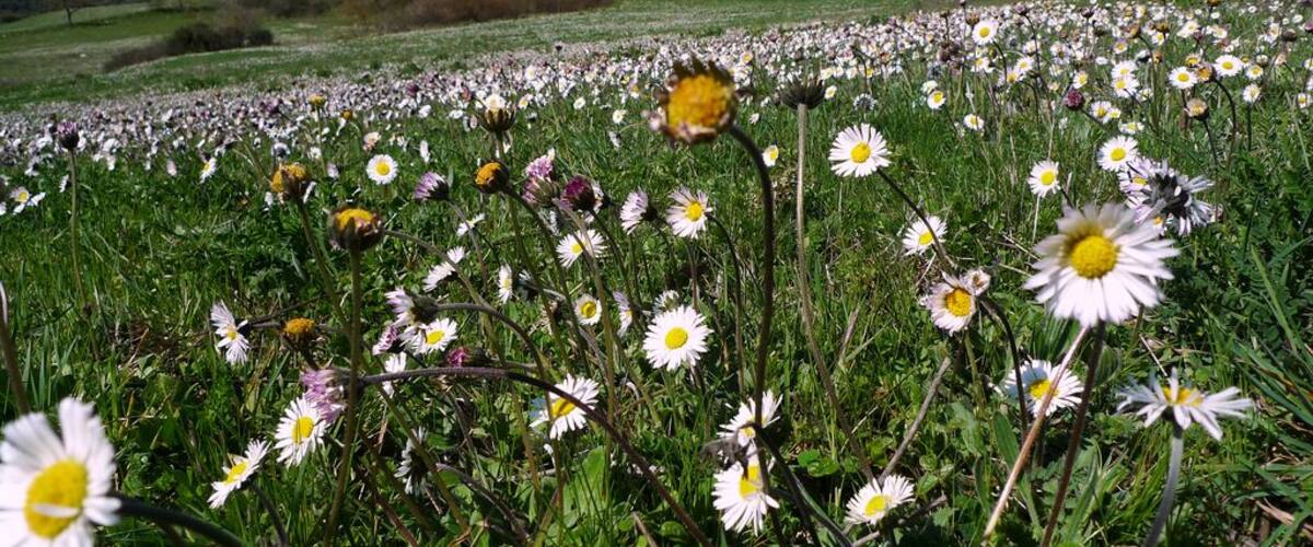 A field of daisies with a hilly landscape in the background.