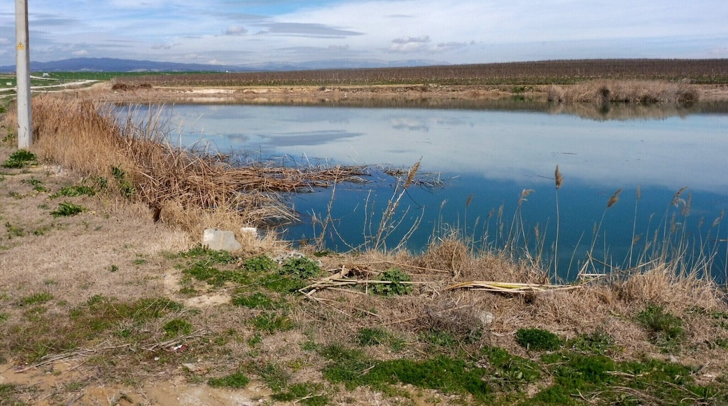 La Bassa Nova (Menàrguens)