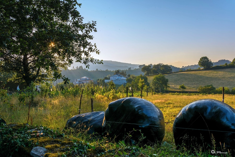 A rural landscape with rolling hills, a vineyard, and a house in the background.