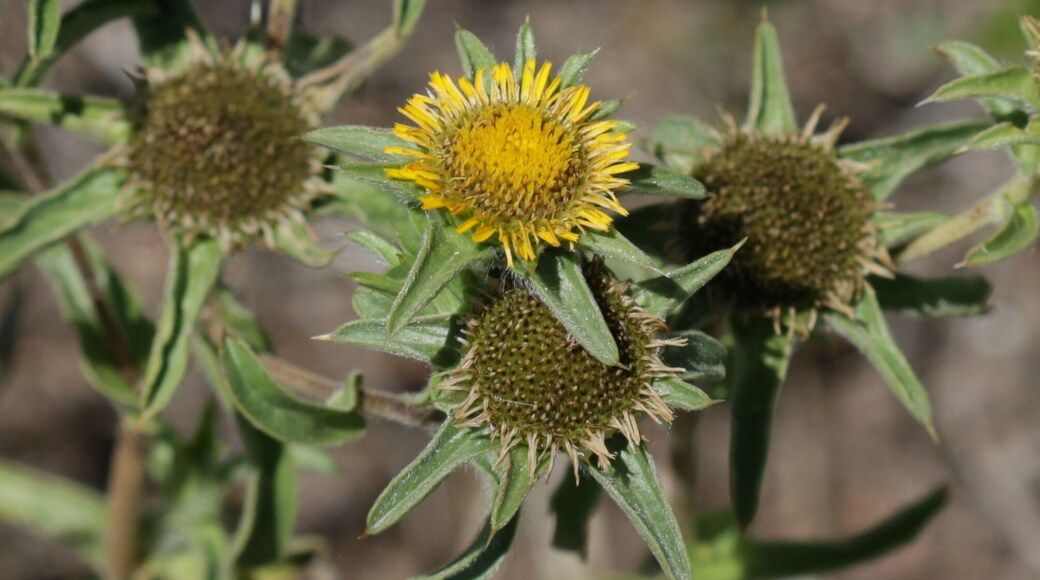 Tosos, Aragon, Spain. Looks like Pallenis spinosa