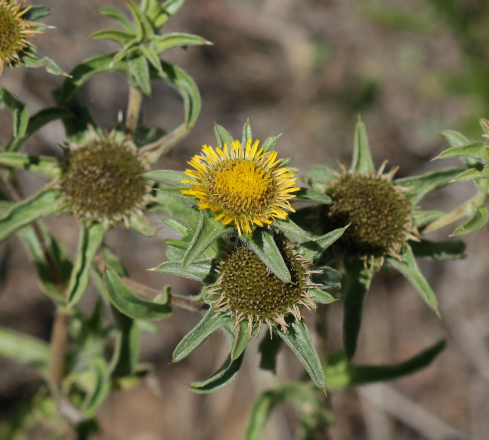 A close-up of a plant with spiky green leaves and yellow flowers.