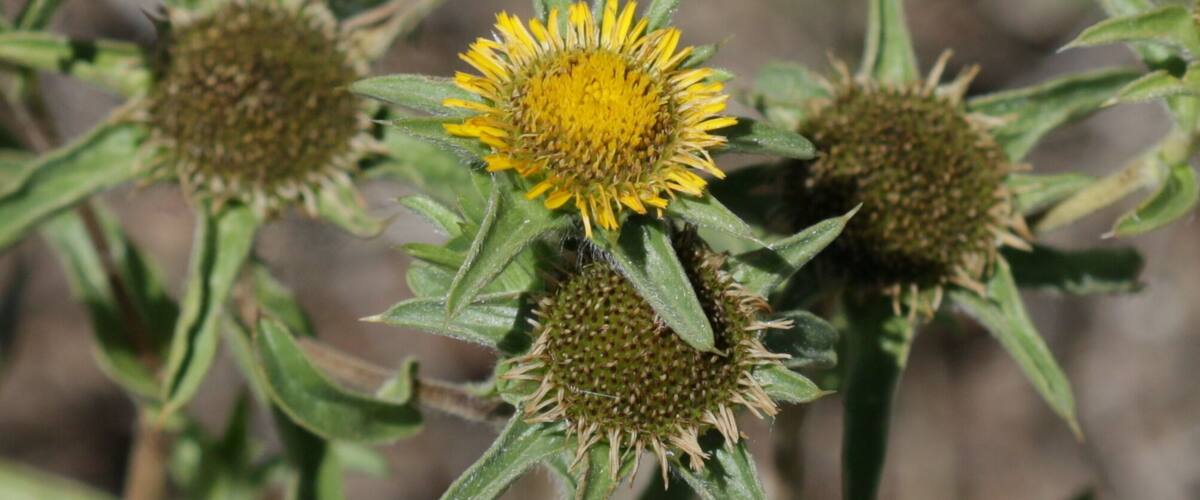 A close-up of a plant with spiky green leaves and yellow flowers.