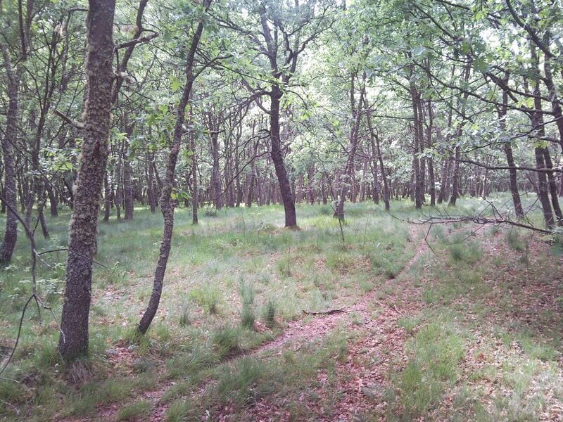A forest with tall trees and a grassy path.