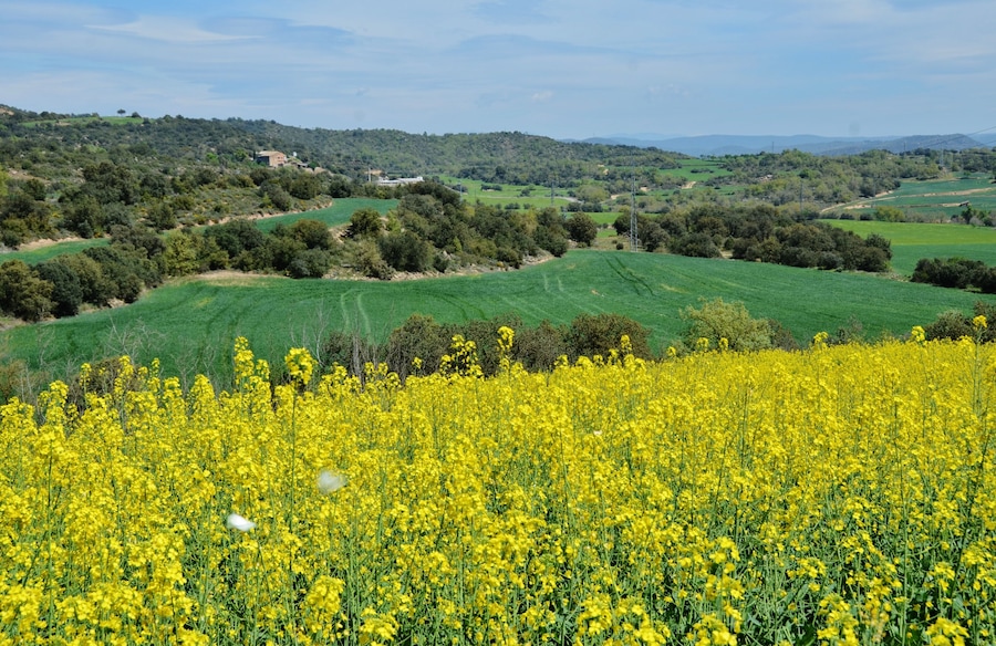 Paisatge d'Oliola