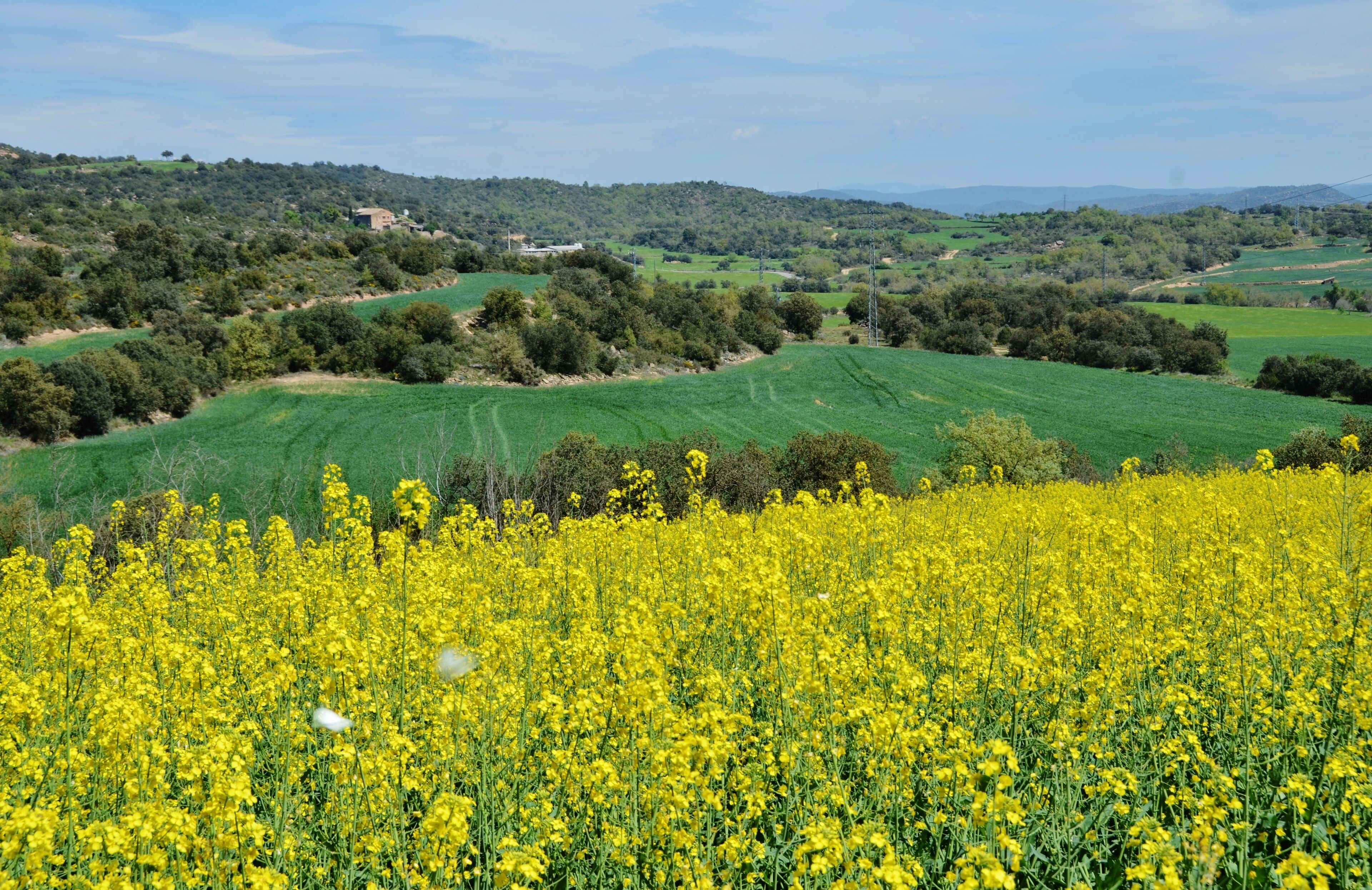 A field of yellow flowers, green fields, and rolling hills with a distant building.