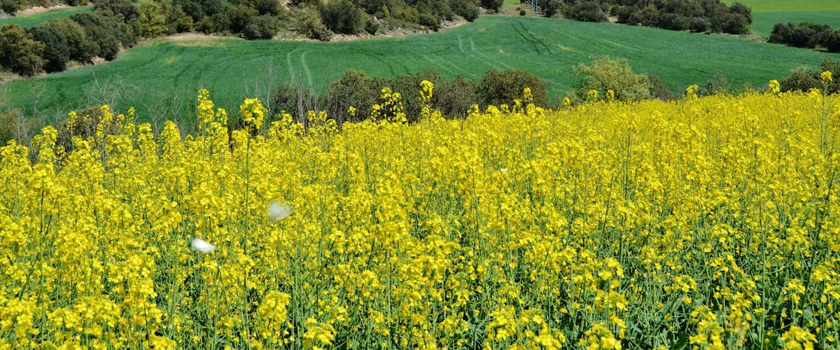 A field of yellow flowers, green fields, and rolling hills with a distant building.
