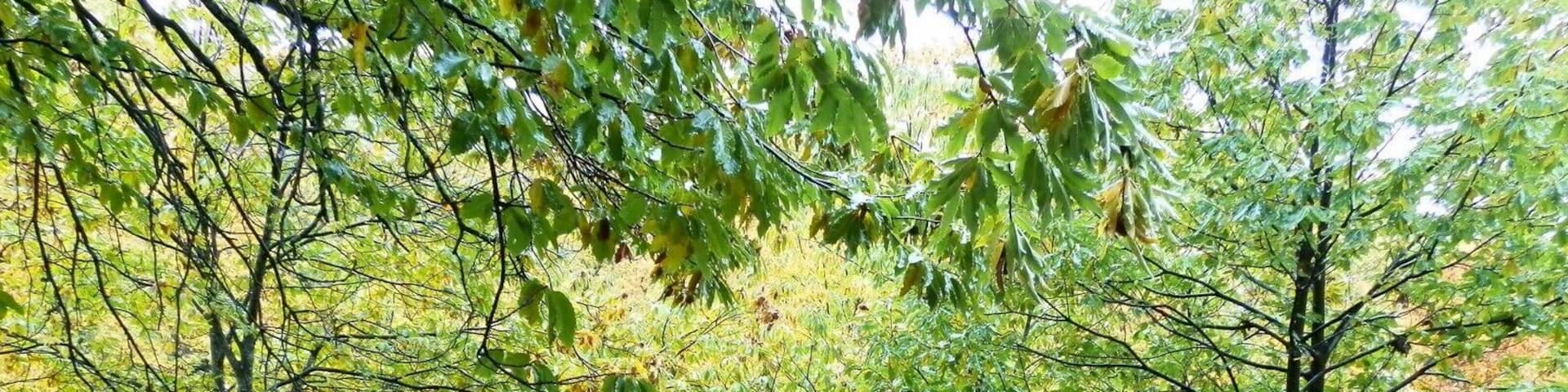 A forest with trees displaying autumn foliage.