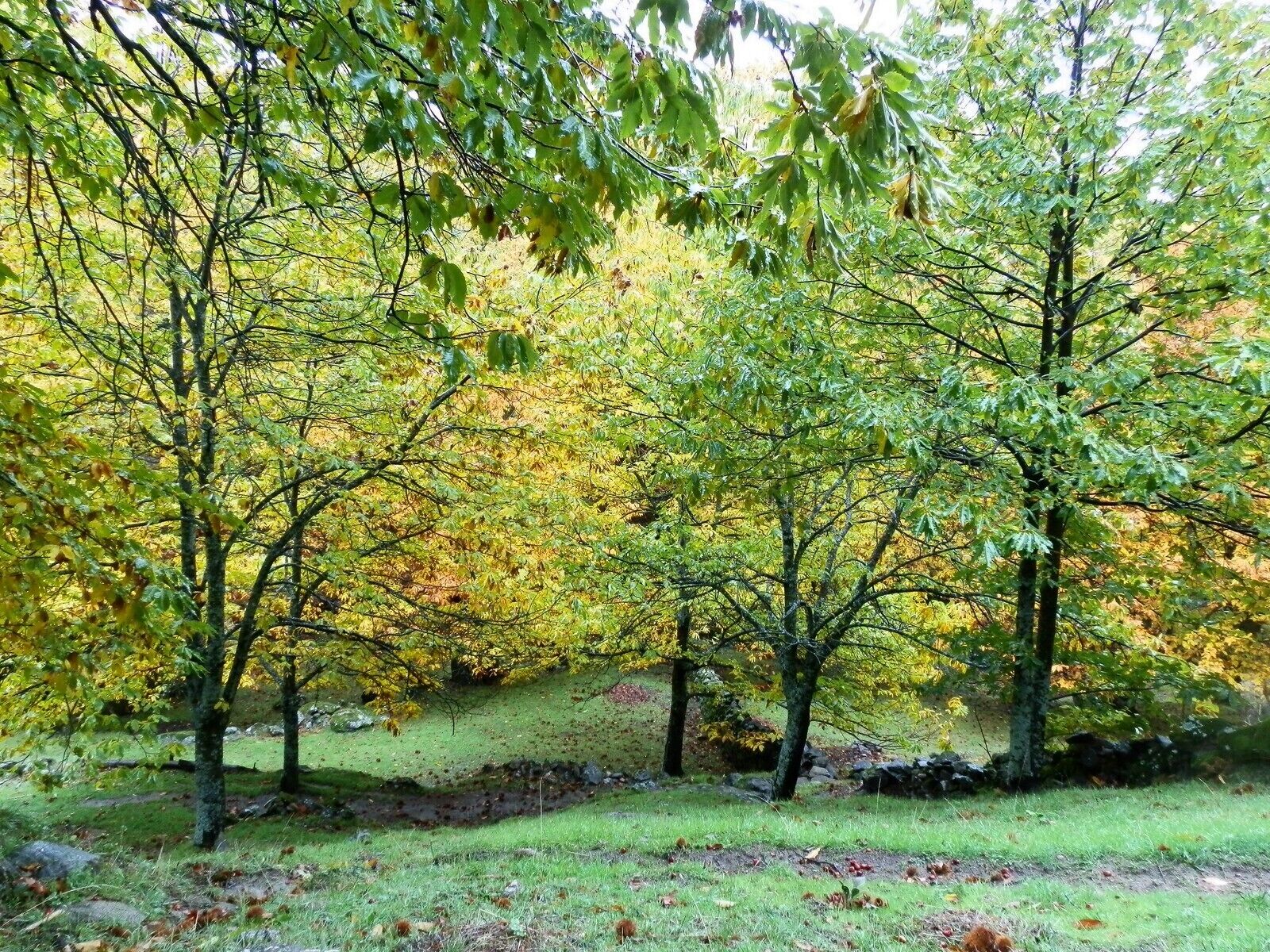 A forest with trees displaying autumn foliage.