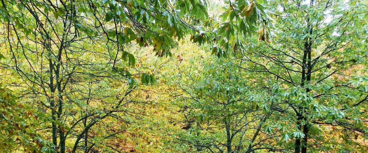A forest with trees displaying autumn foliage.