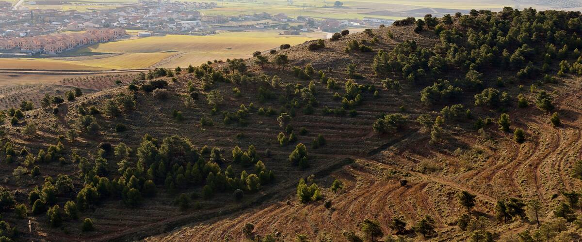 A hilly landscape with scattered trees, a distant town, and mountains in the background.
