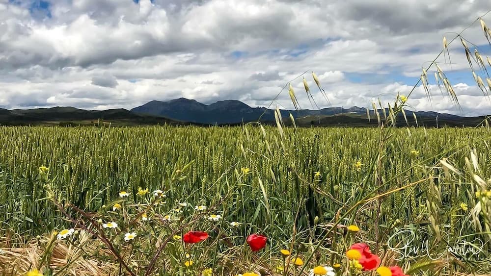 Ein Weizenfeld mit Bergen im Hintergrund und Wildblumen im Vordergrund.