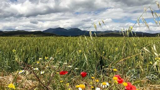 The Beautiful Camino
A iphoneable Photo