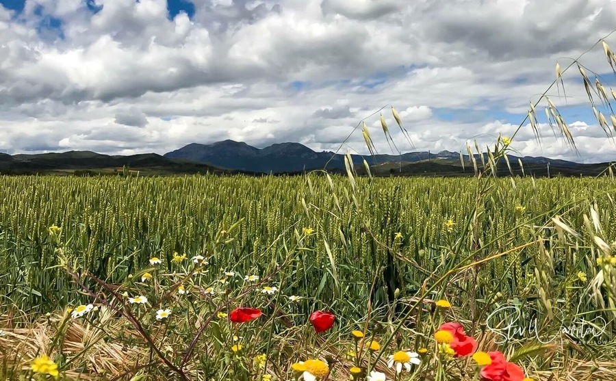 The Beautiful Camino
A iphoneable Photo