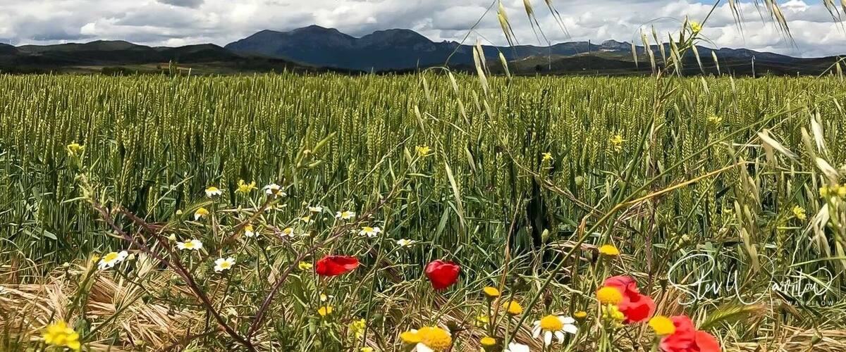 A wheat field with mountains in the background and wildflowers in the foreground.