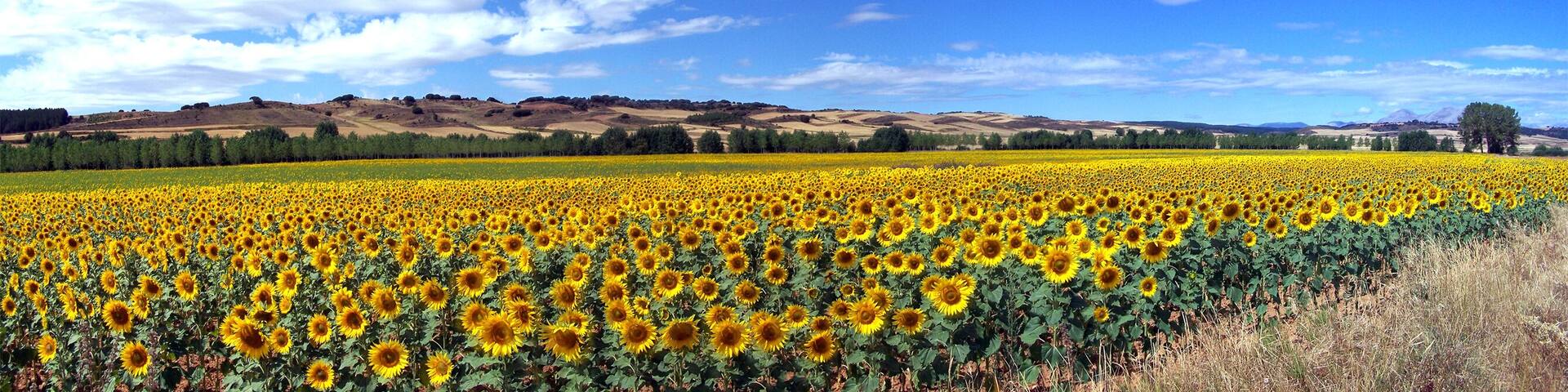Campos de girasoles cerca de