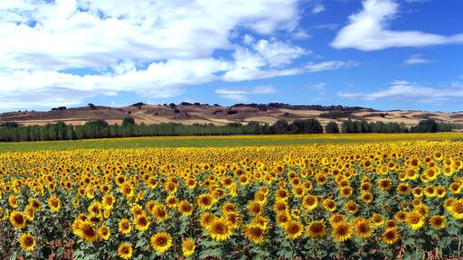 Campos de girasoles cerca de