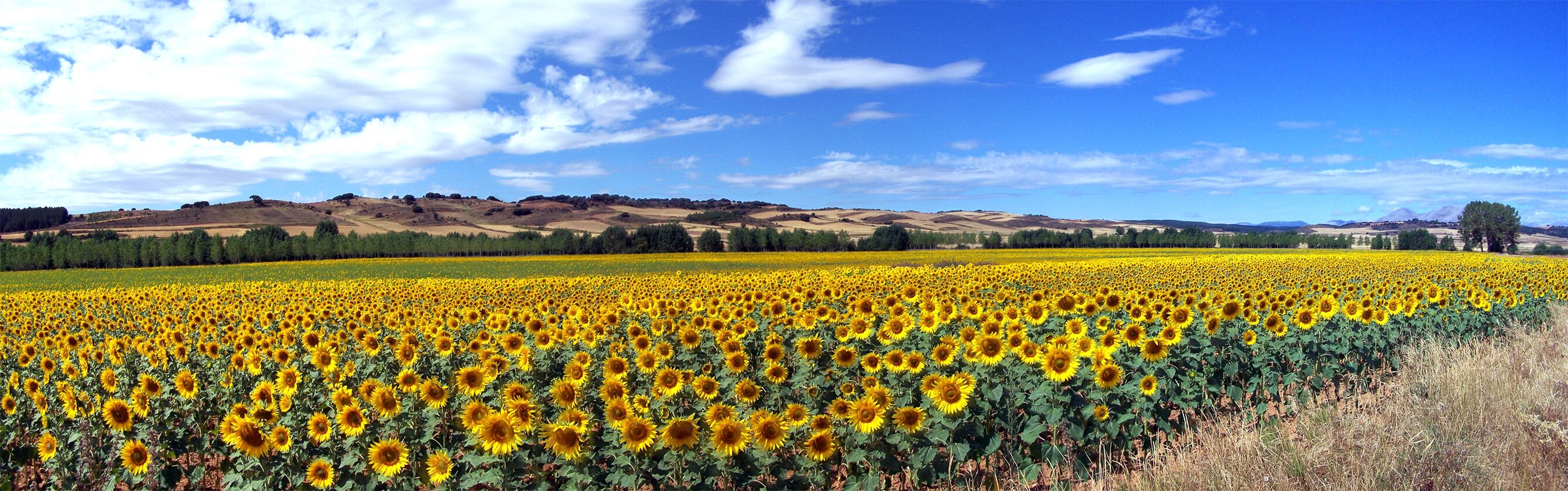 A sunflower field with rolling hills and a clear sky in the background.
