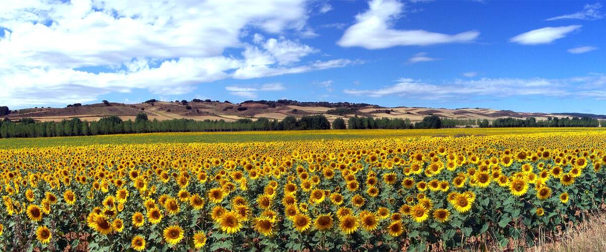 A sunflower field with rolling hills and a clear sky in the background.