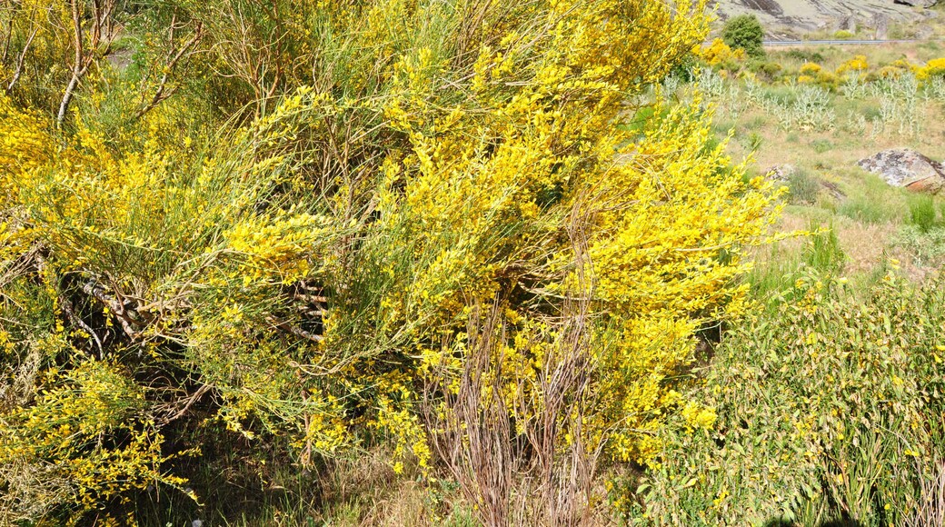 Hiniesta en la Sierra de Ăvila, España