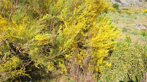 Hiniesta en la Sierra de Ávila, España
