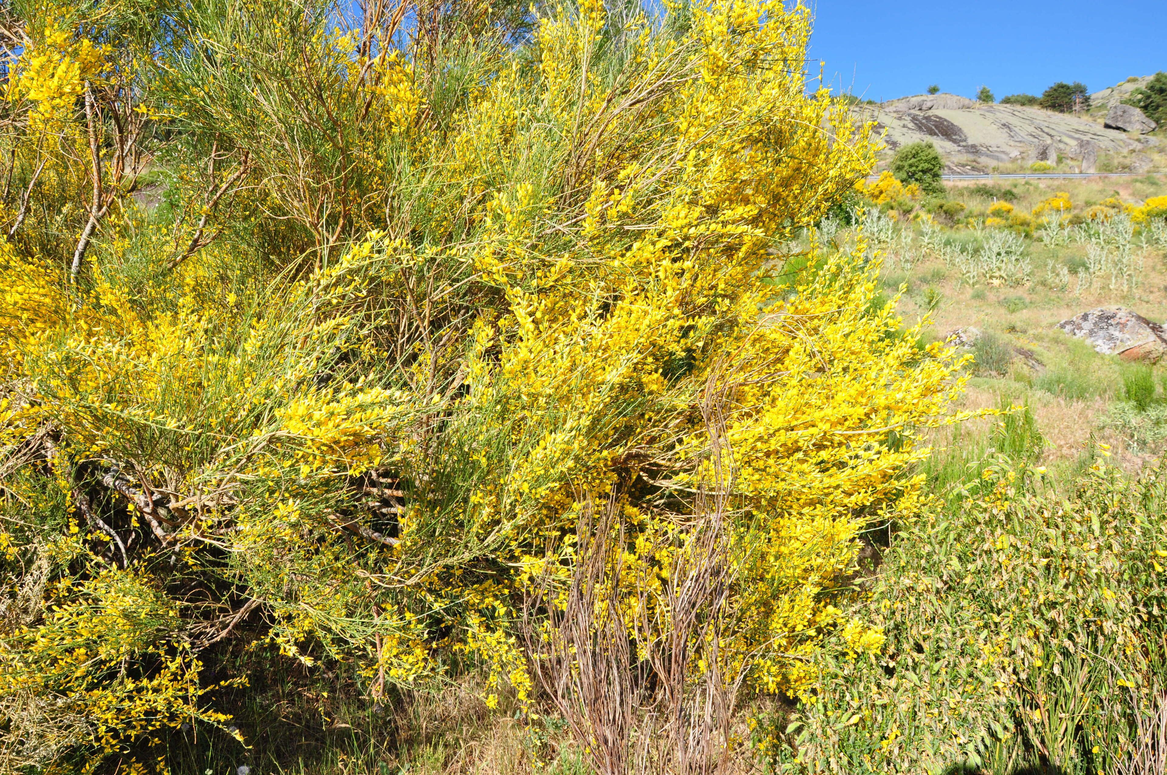 A landscape with yellow flowering shrubs and rocky hills in the background.