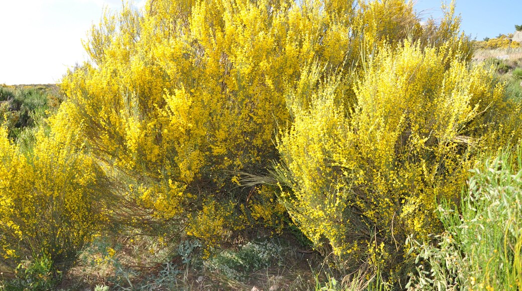 Hiniesta en la Sierra de Ăvila, España