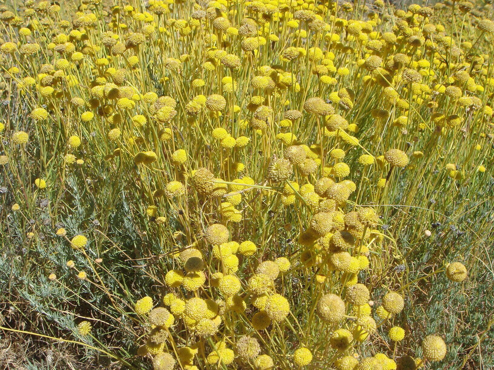Green lavender cotton, Spain, Sierra de Ávila.