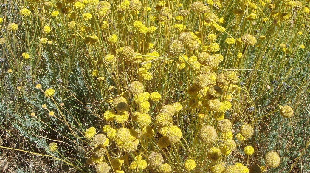 Green lavender cotton, Spain, Sierra de Ăvila.