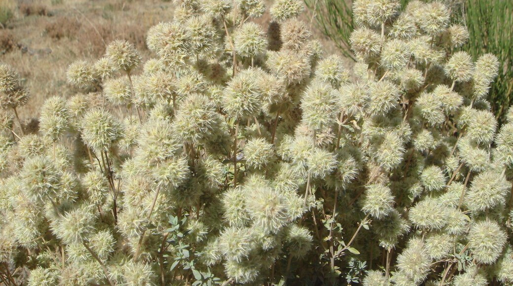 Sierra de Ăvila, Spain.