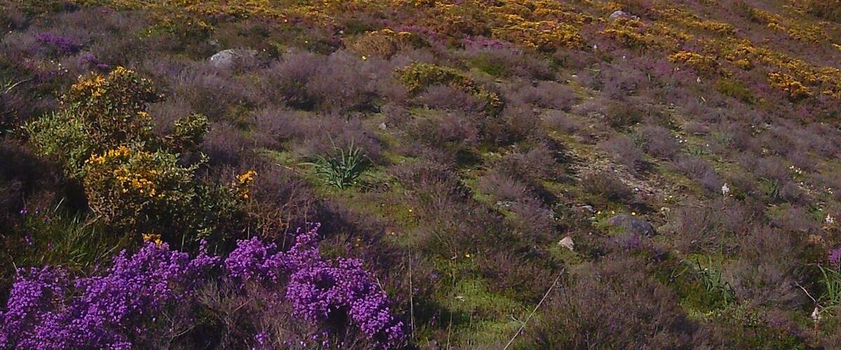 A rugged mountain peak with purple heather and yellow flowers in the foreground, and a vast valley in the background.