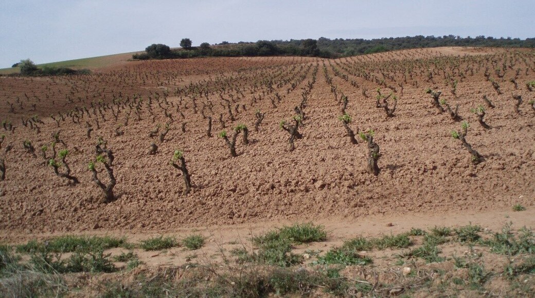 The area where thay make great wines.