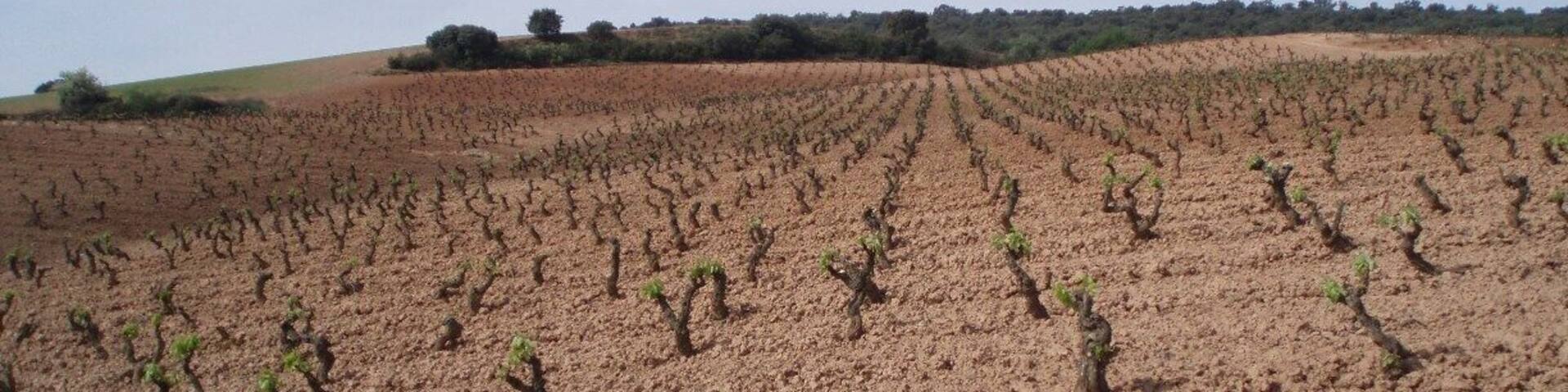 The area where thay make great wines.