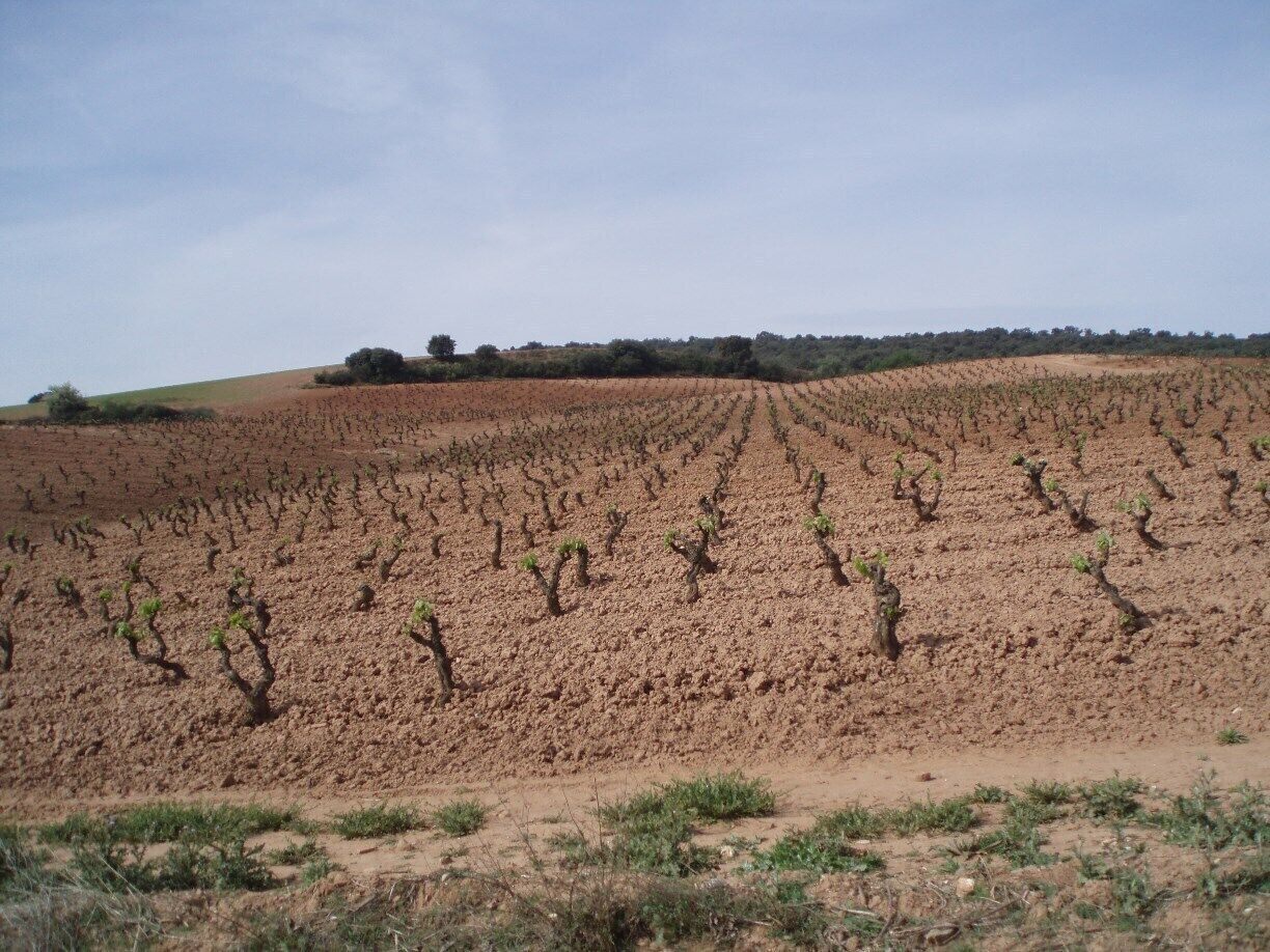 A vineyard with rows of grapevines on a hillside.