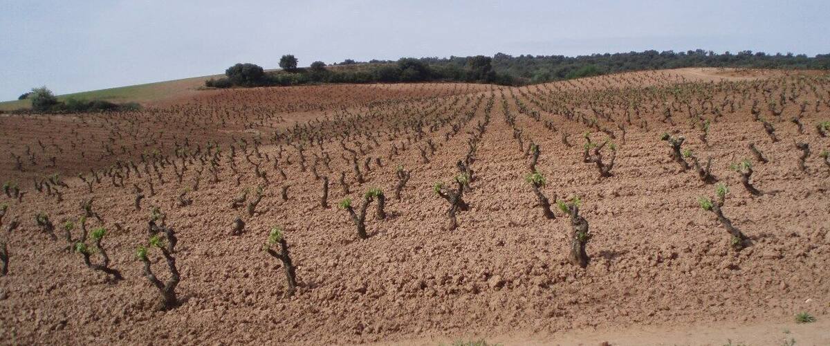 A vineyard with rows of grapevines on a hillside.