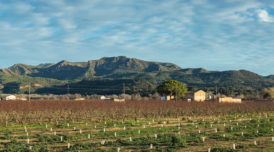 A vineyard with rows of grapevines, a mountain range in the background, and several buildings.