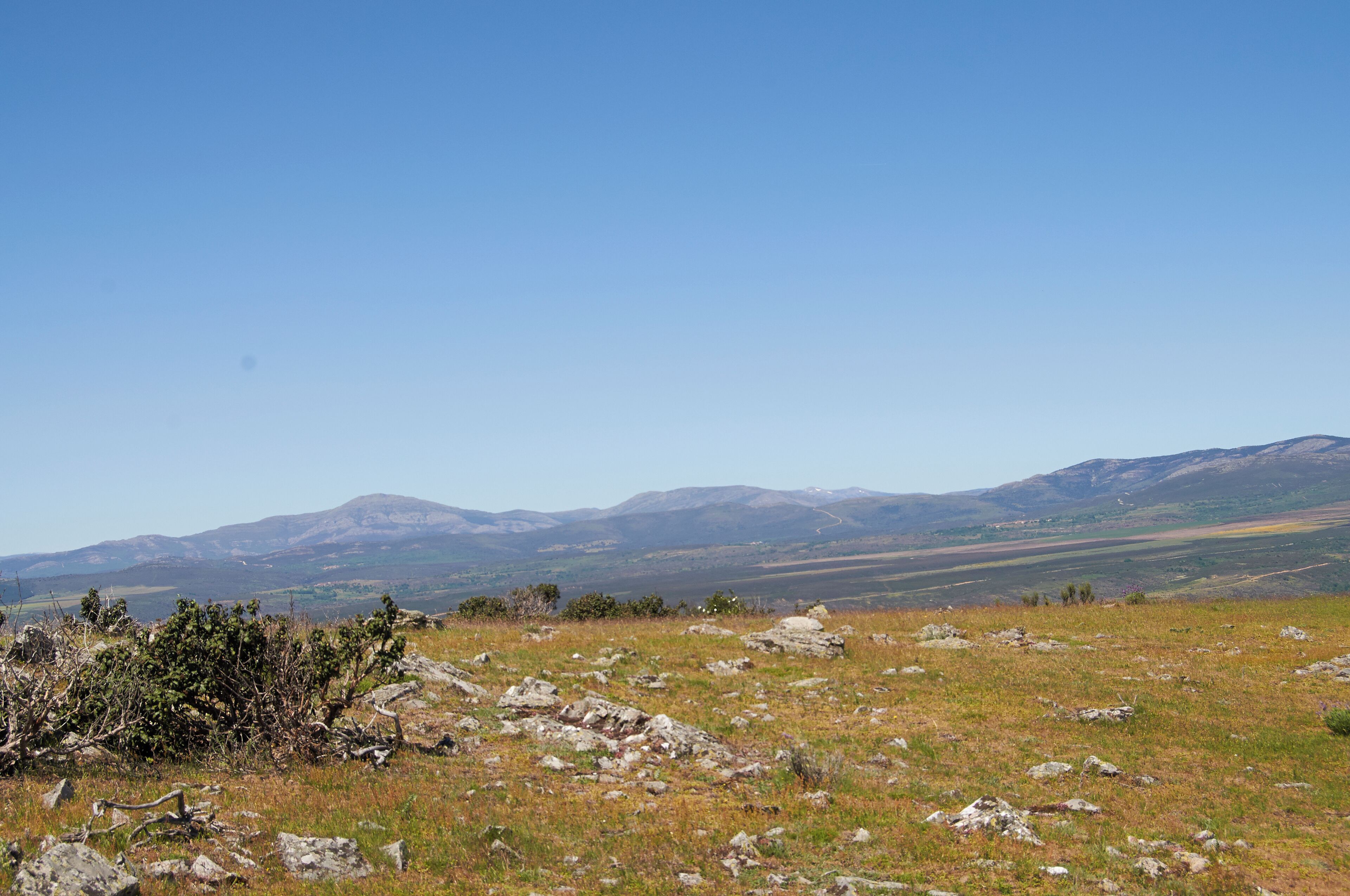 A grassy field with scattered rocks and a distant mountain range under a clear blue sky.