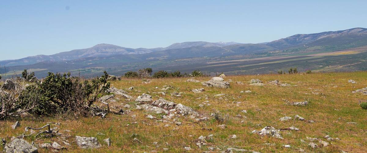A grassy field with scattered rocks and a distant mountain range under a clear blue sky.