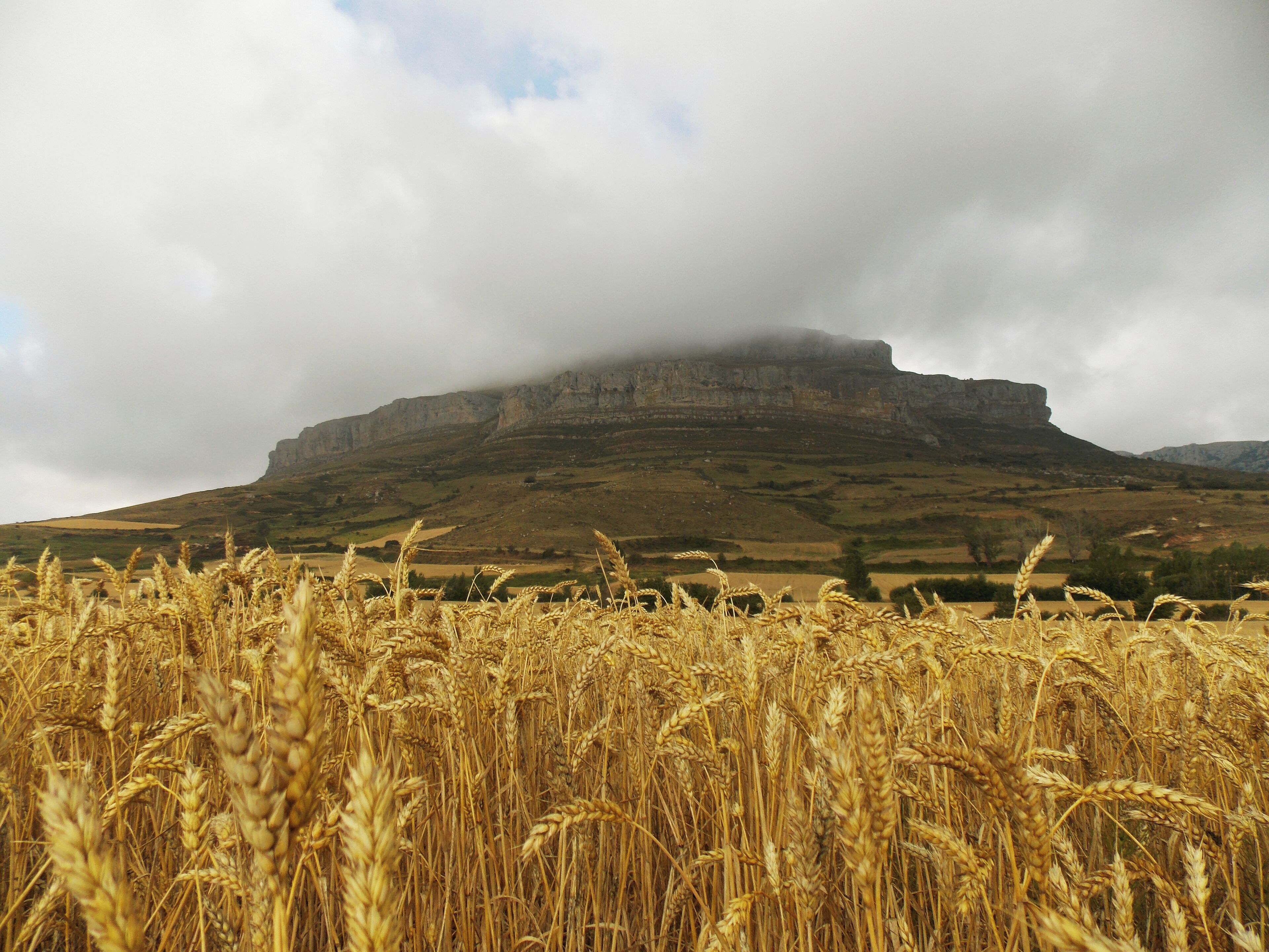 A wheat field in front of a rocky mountain with clouds above.