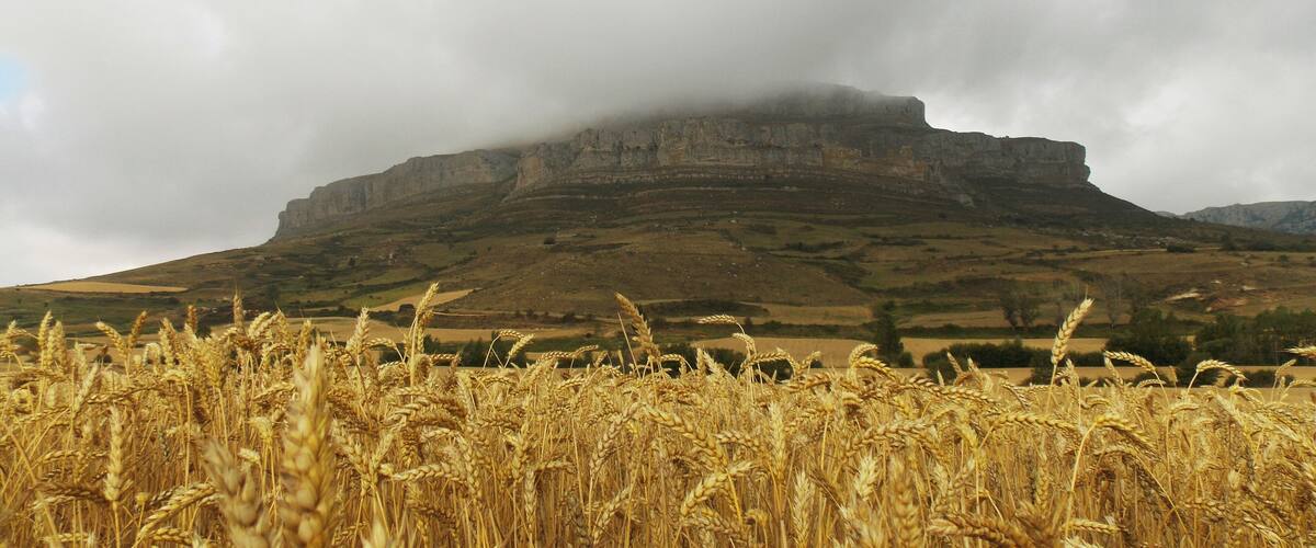 A wheat field in front of a rocky mountain with clouds above.