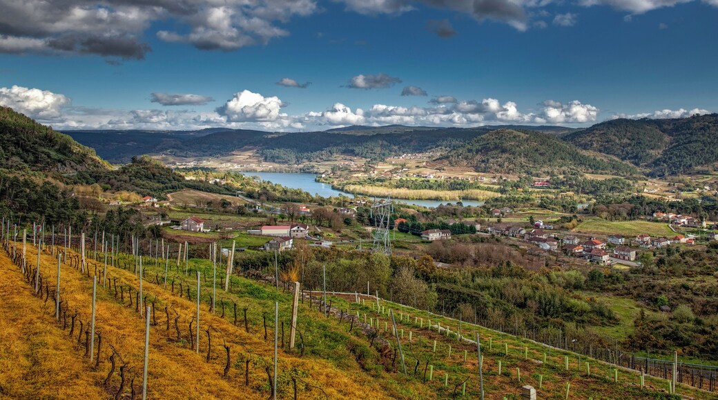Vineyards in the Ribeira Sacra DO of the northwest Spain wine region of Galicia.