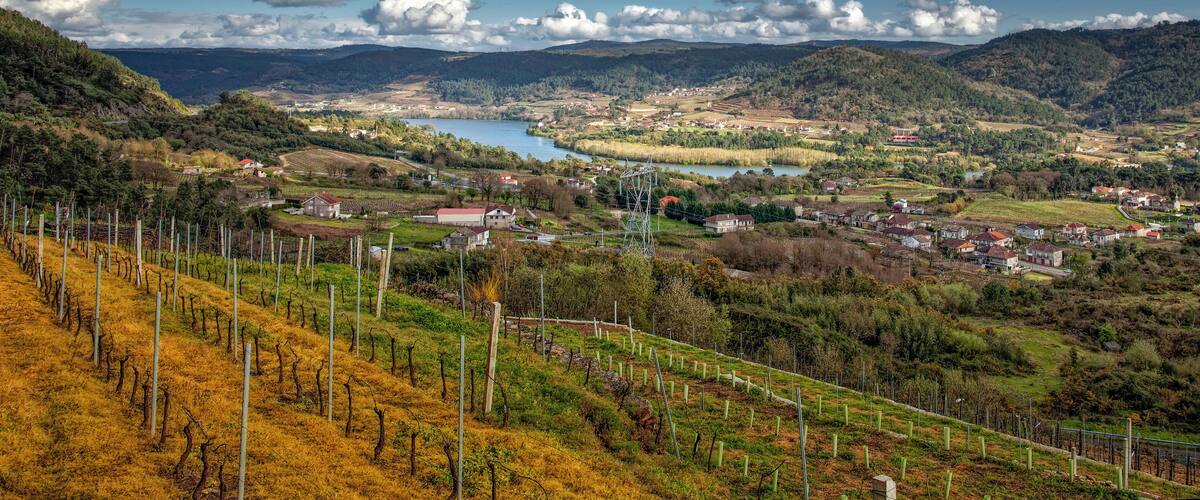 A valley with vineyards, a lake, and scattered houses.