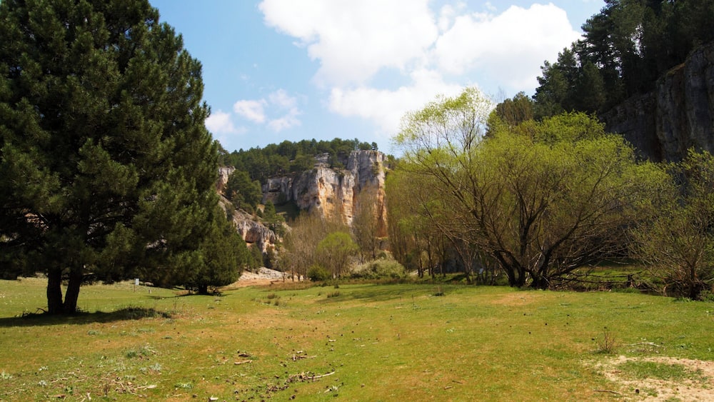 Un champ verdoyant avec un grand arbre, une falaise rocheuse et un ciel dégagé.