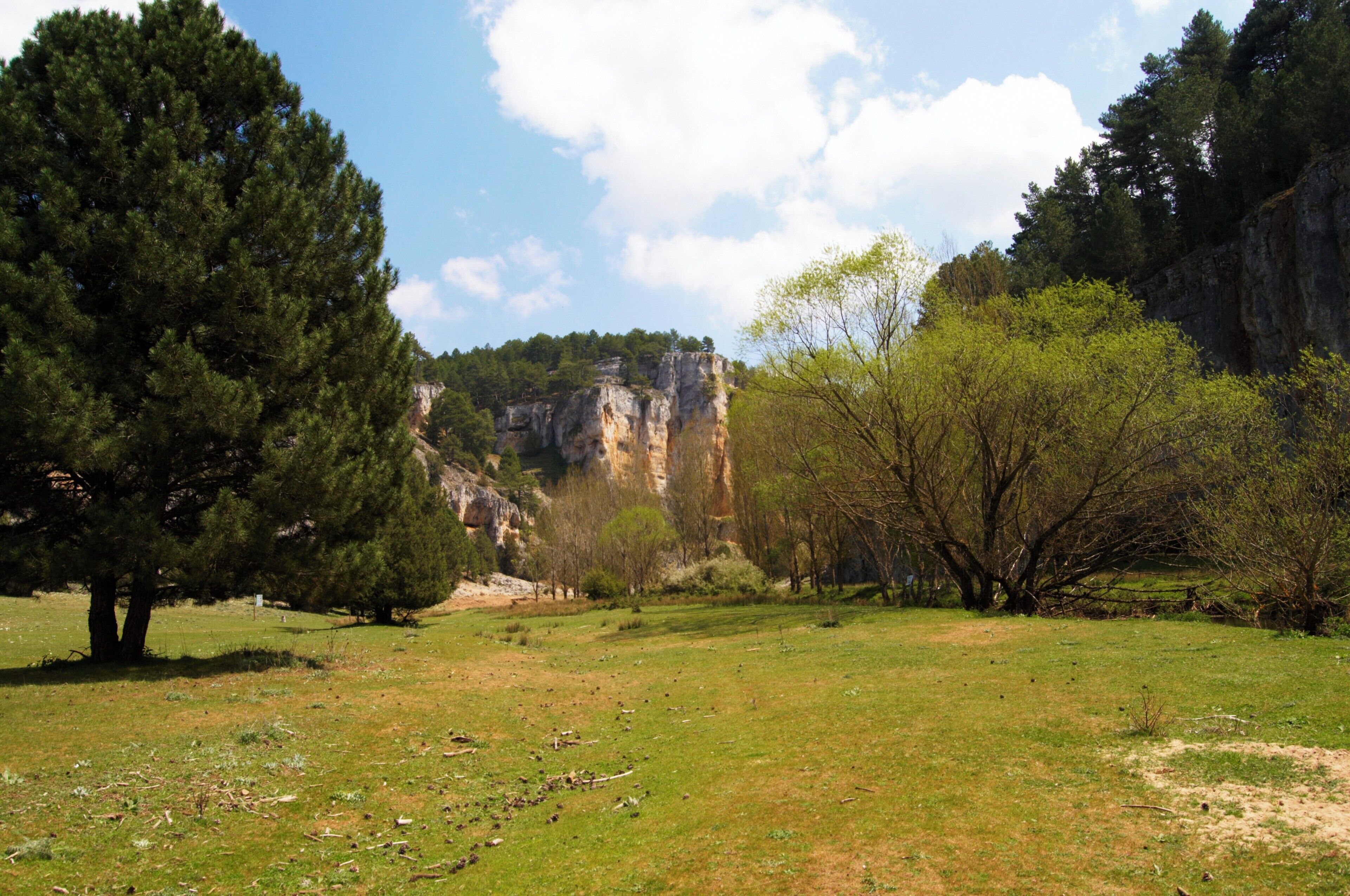 A grassy field with a large tree, a rocky cliff, and a clear sky.
